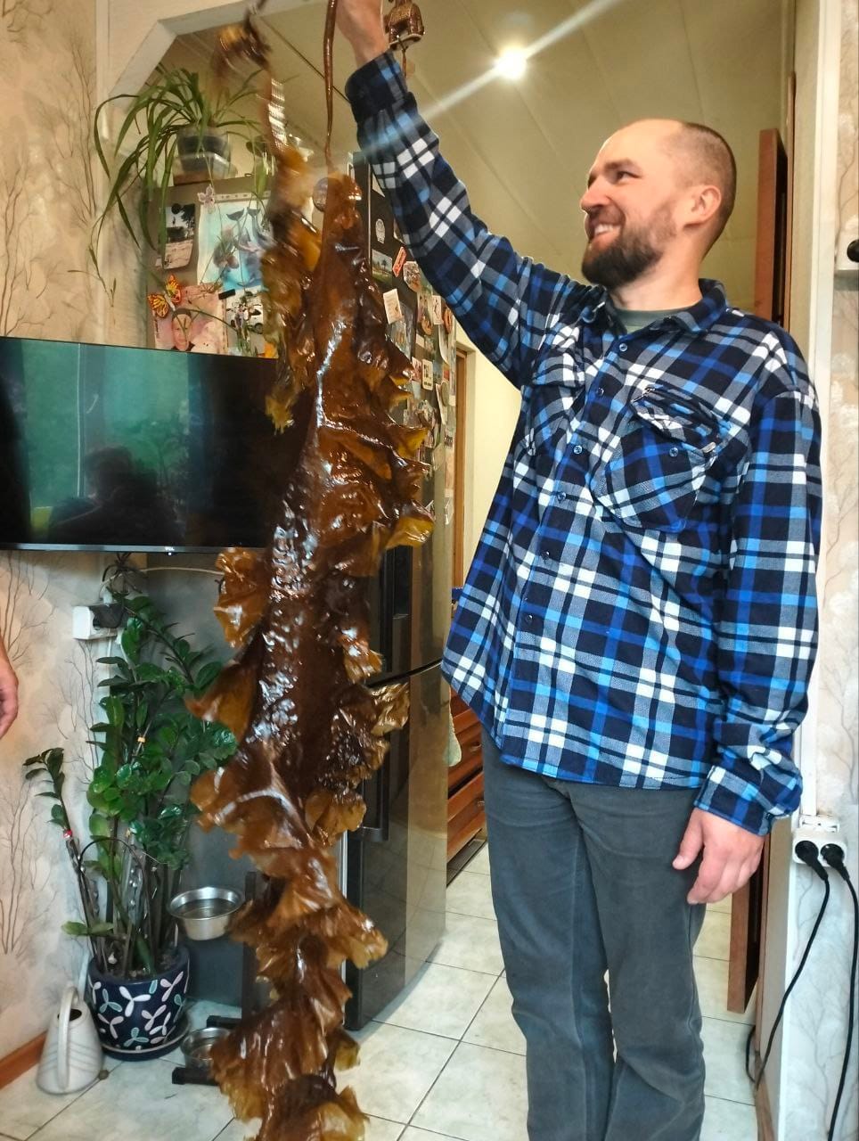 Что делать со свежей ламинарией ? 🤔