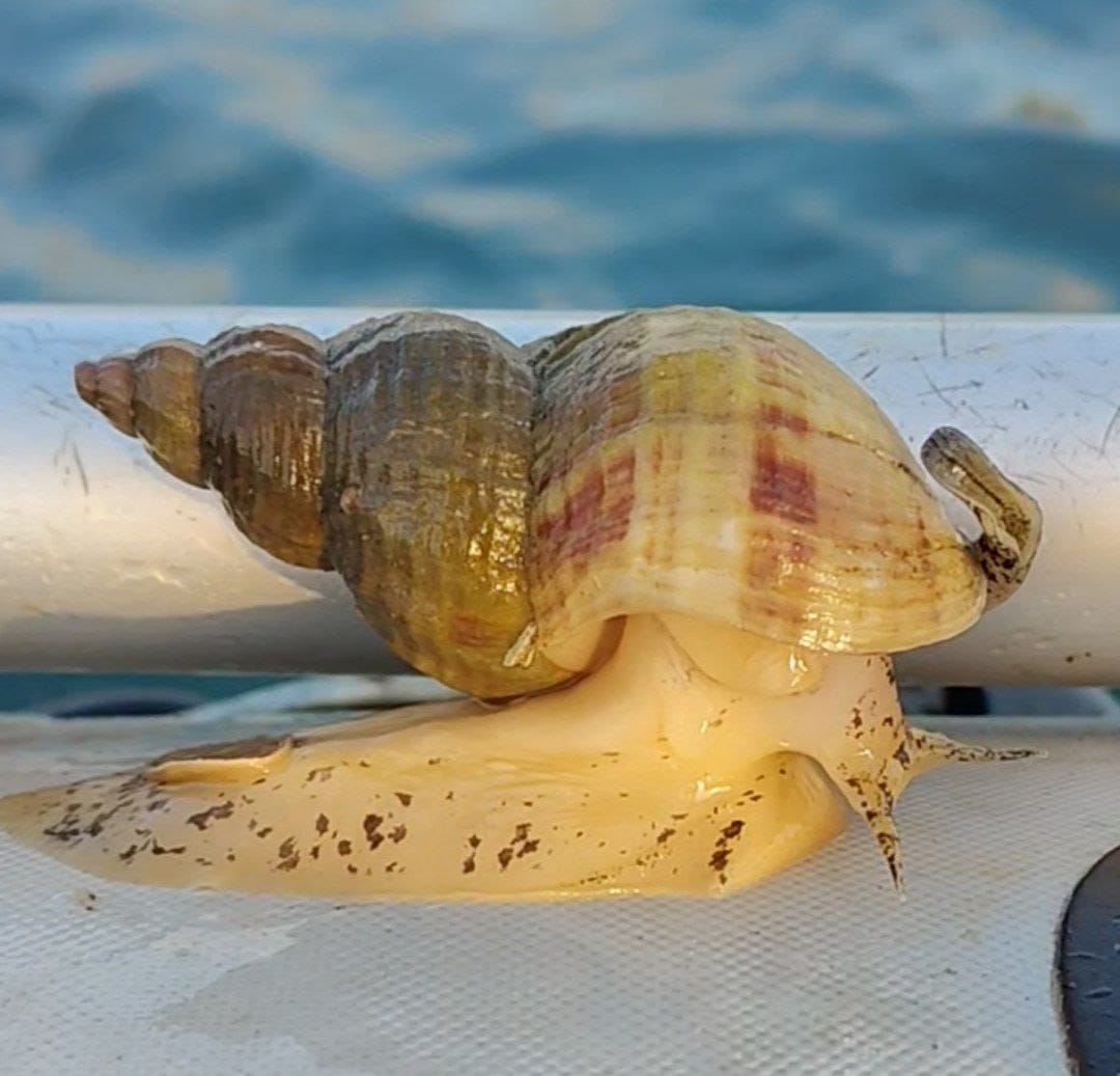Улитка морская 🐌