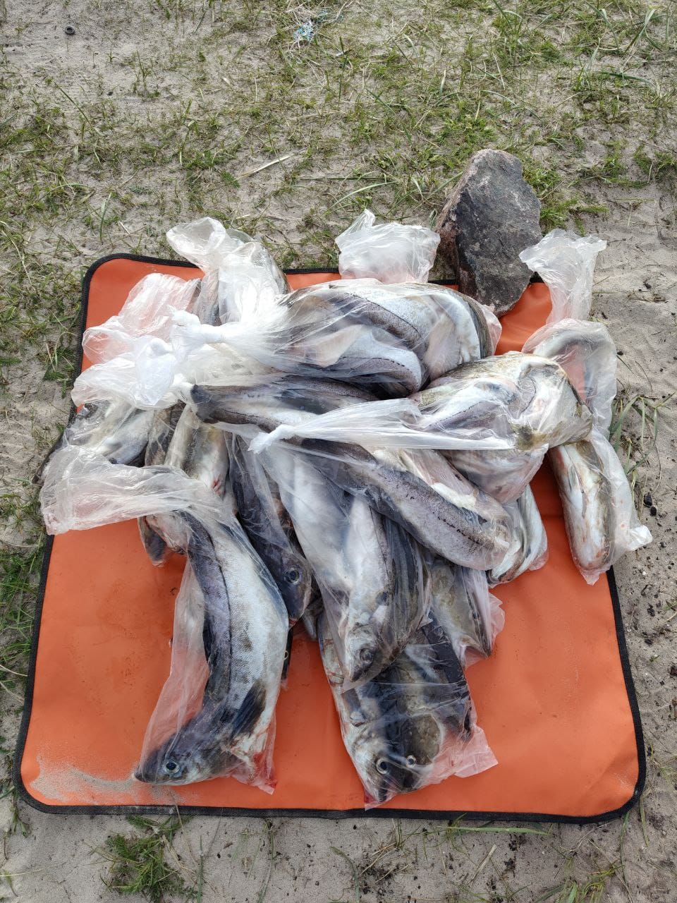 Итог 3-х дней рыбалки 🎣