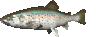 Рыба
